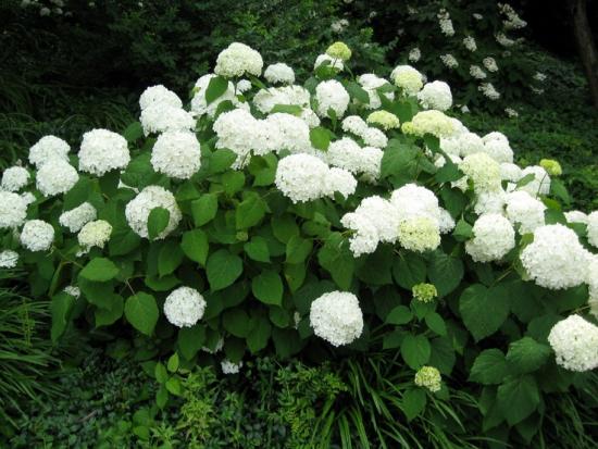 hortensia hooldus