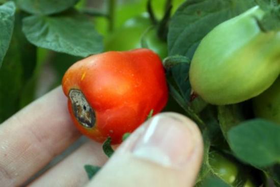 tomatite haigused