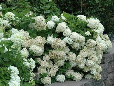 hortensia paniculata