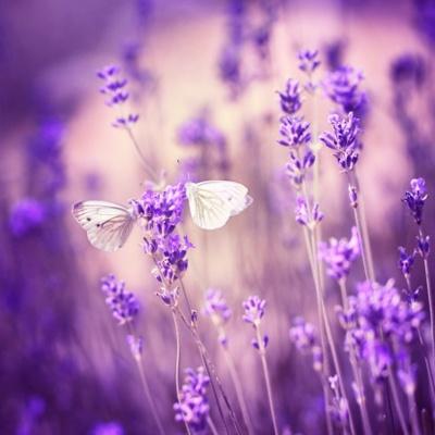 lavendel