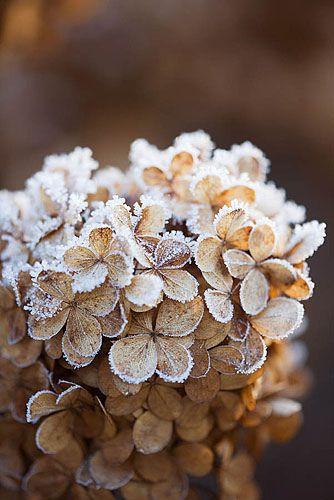 hortensia