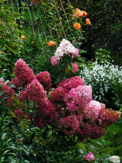 hortensia aias