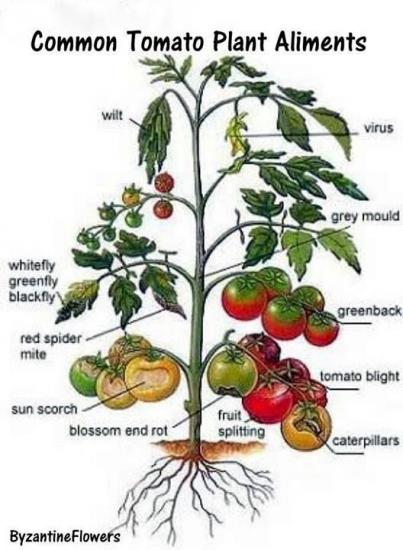 tomatite haigused