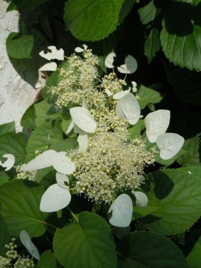 hortensia