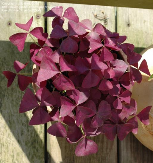 oxalis kodus