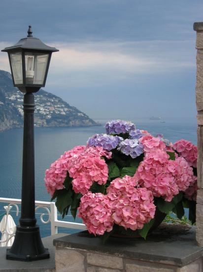 hortensia