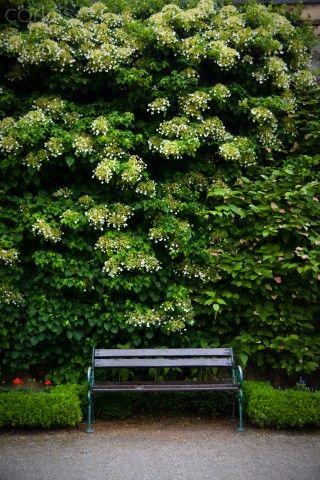 hortensia