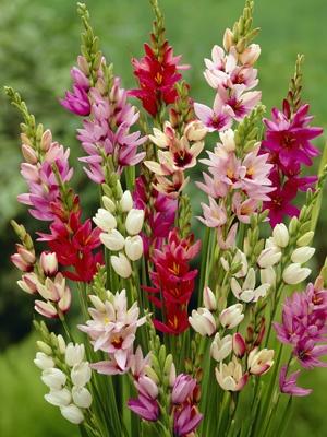 Ixia liigid