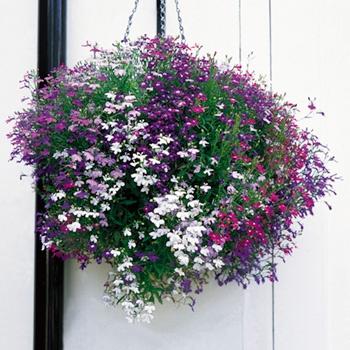 druh lobelia