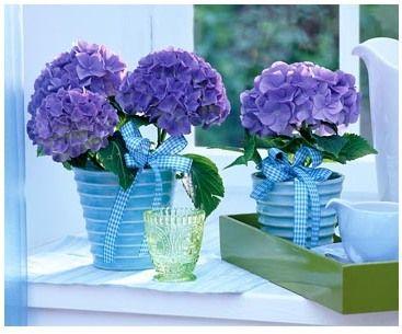 siseruumide hortensia