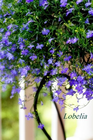 lobelie