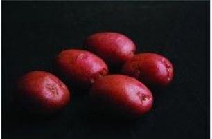 Romano