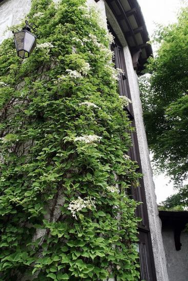 roniv hortensia