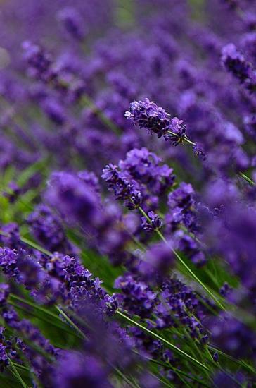 lavendel