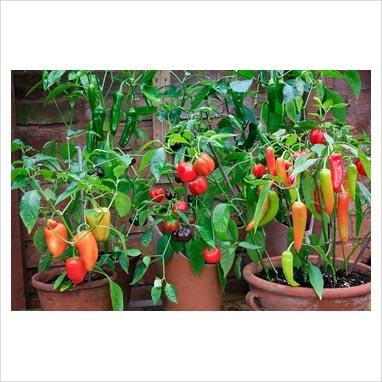 paprika