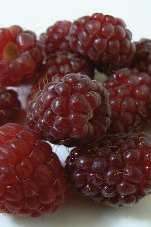 loganberry