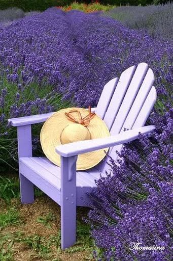 lavendel aias