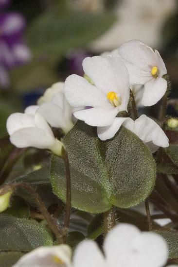 violetne