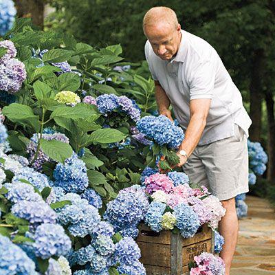 hortensia