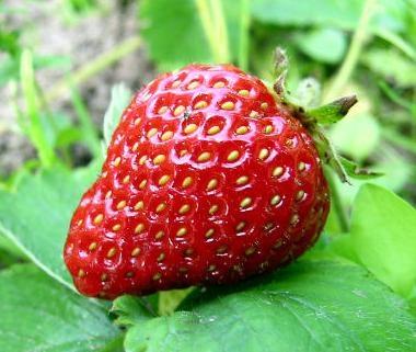 maasikas