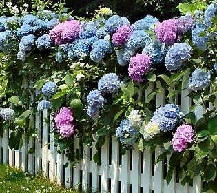 hortensia