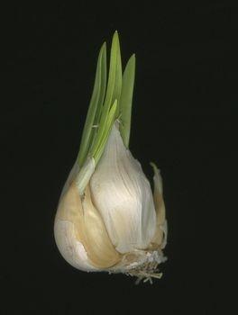 pirnid