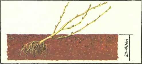 istutustehnoloogia