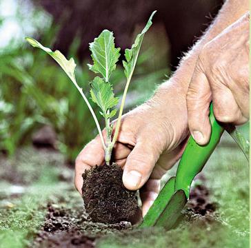 Lillkapsa agrotehnoloogia