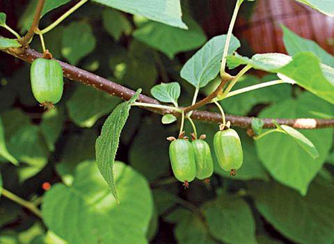 aktiniidia kolamikta marjad