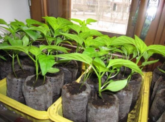 paprika seemikud turbatablettides