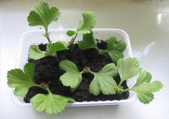 pelargooniumi paljundamine