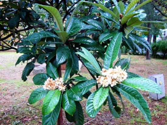 loquat õied