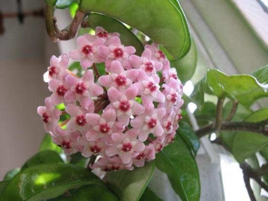 hoya květiny