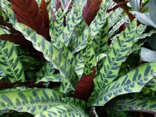 calathea