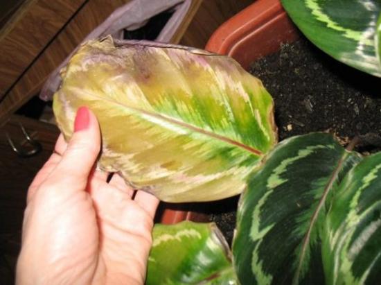 calathea lehed muutuvad kollaseks