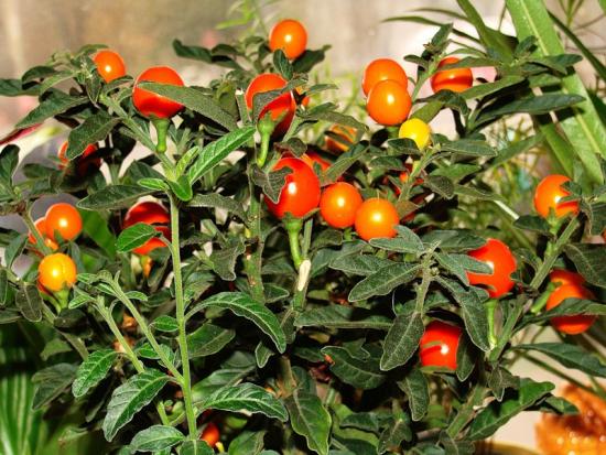 paprika ööviik