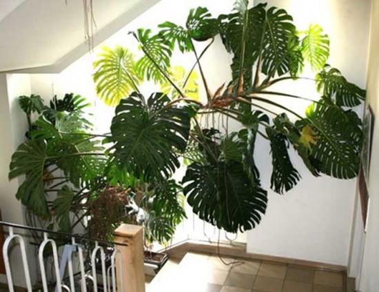 monstera