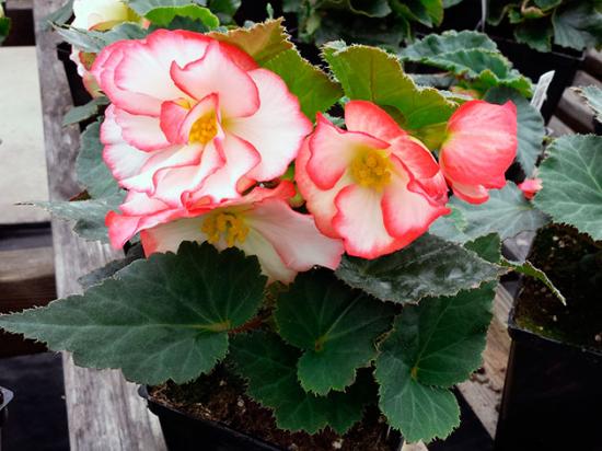 begoonia