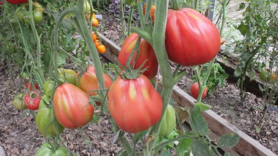 roosade viigimarjade tomatite ülevaated