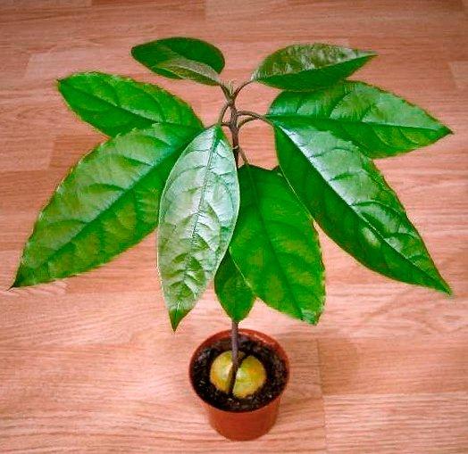 avokaado puu