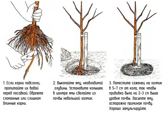 výsadba jabloní