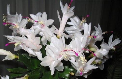 zygocactus