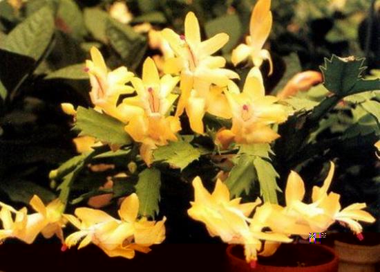 zygocactus