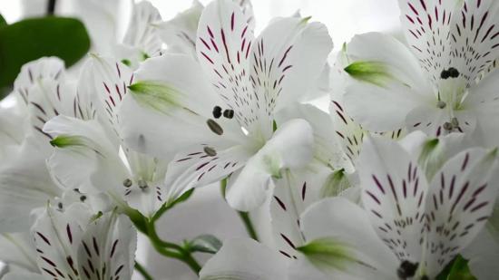 Alstroemeria