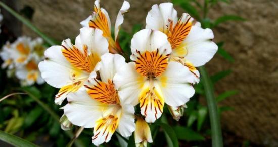 Alstroemeria lille tähendus