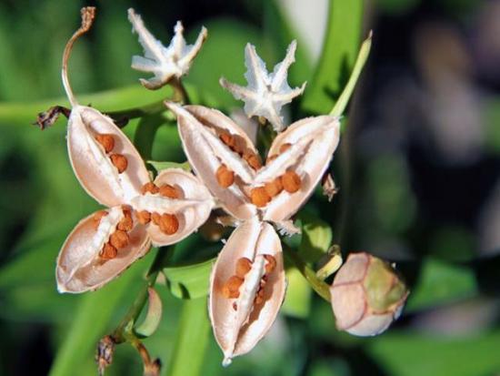 Alstroemeria paljundamine seemnetega