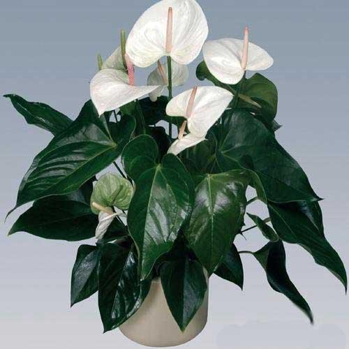 anthurium