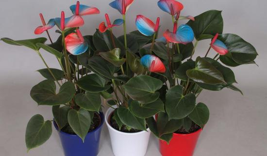 anthurium