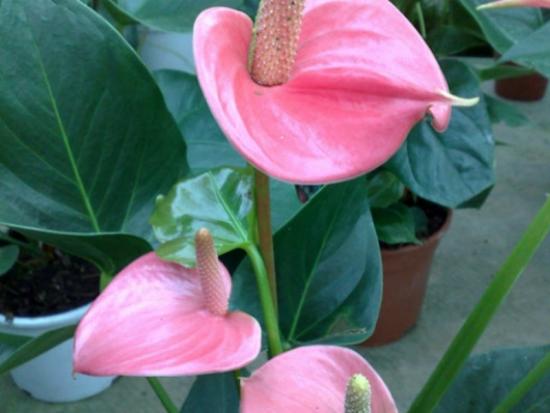 anthurium