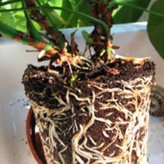 Anthurium peresadka